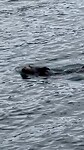 Spelende otters