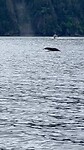 De Humpback whale