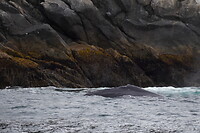 De 2e Humpback whale…. Heel dichtbij!