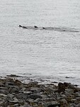 Ons bezoek in de avond: zeehonden