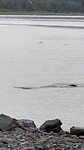 Zeehonden zwemmen voor onze camper in zee