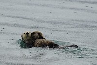 Ottertje met kind