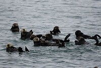 Heel veel ottertjes bij elkaar (en dit was nog niet eens de helft)
