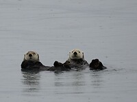 Duo otter, erg nieuwsgierig