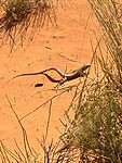 Wildlife: salamanders is verschillende maten