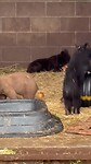 Baby beertjes