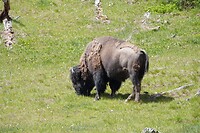 Grote bizon net naast ons wandelpad