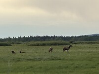 Toch nog wild gezien in Grand Teton