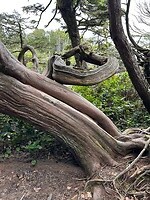 Bijzondere bomen