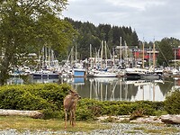 Een hertje op de camping bij de haven van Ucluelet