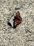 Ook wildlife….
