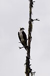 Het eerste “wild” een osprey.