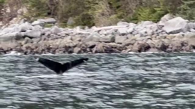 Duidelijk een walvis 🐋!