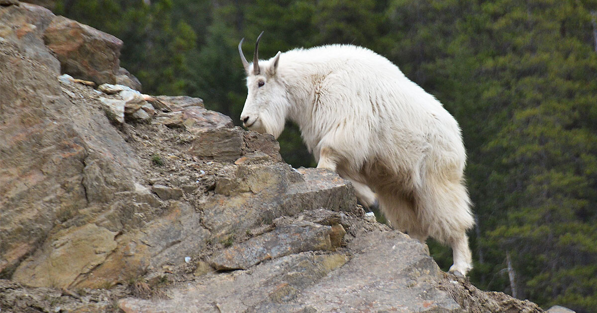 Mountain goat
