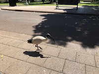 Vogel in Hyde Park, Sydney