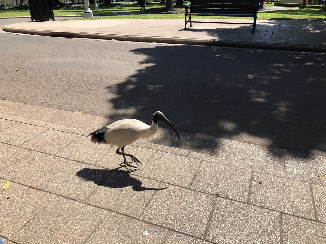 Vogel in Hyde Park, Sydney