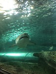Sea Life in Sydney