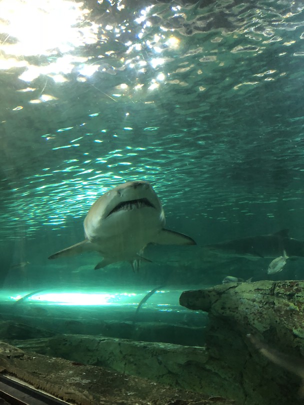Sea Life in Sydney