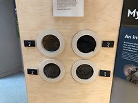Koala Hospital