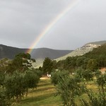 Olijvenboerderij en huntervalley