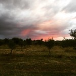 Olijvenboerderij en huntervalley