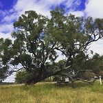 Olijvenboerderij en huntervalley