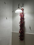IMG_2394