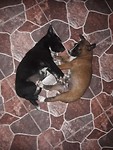 hondjes