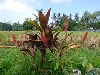 P1030990
