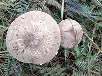 IMG_20190929_105221