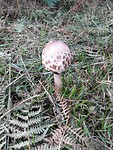 IMG_20190929_105203