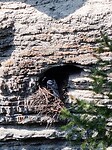 Nest Black Swift