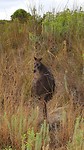 Black kangaroo