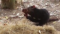 Tasmanian Devil