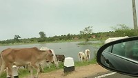 Koeien op straat, onderweg naar huis