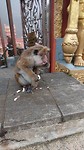 Cylon kroonaap bij de Hindoe tempel