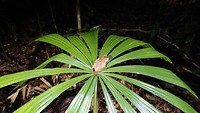 Groene kikker op Fanpalm