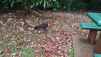 Australian brush-turkey