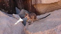 Rots Wallabee