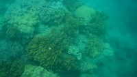 Snorkelen met vissen boven het koraal