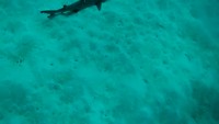 Witpunthaai Great Barrier Reef