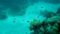 Great Barrier Reef