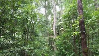 Wandeling tropisch regenwoud Daintree
