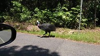 Cassowary