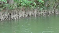 Krokodil Scarface Daintree