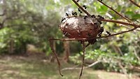 Gevlochten mieren nest