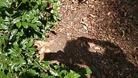 Green tree snake