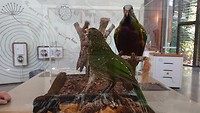 Groene katvogel