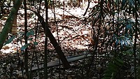 Wallaby