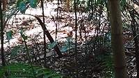 Wallaby